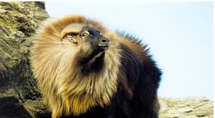 trusty tahr